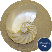 8472 - Nautilus Pearl - Half Cut - AAA Feature